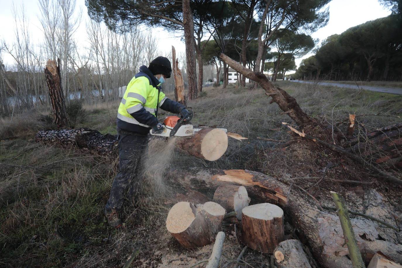 Operarios retiran los árboles caídos en la carretera entre Simancas y Puente Duero.
