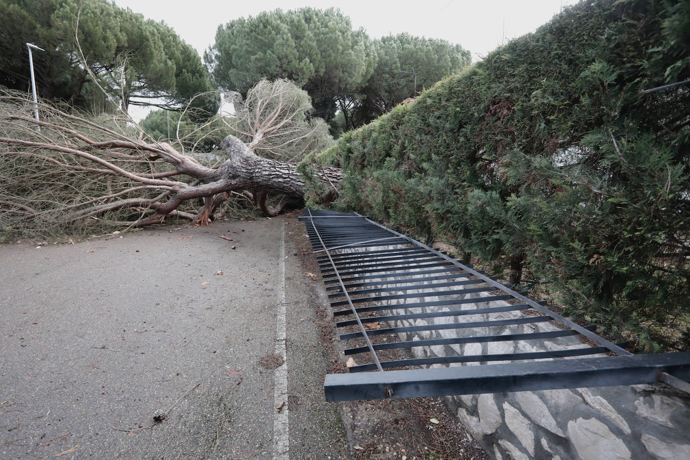Árboles caídos en la carretera en la urbanización de La Corala.