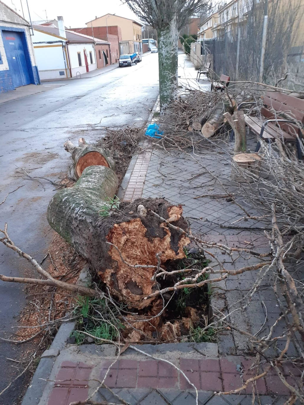 Árbol arrancado en una calle de Medina del Campo. 