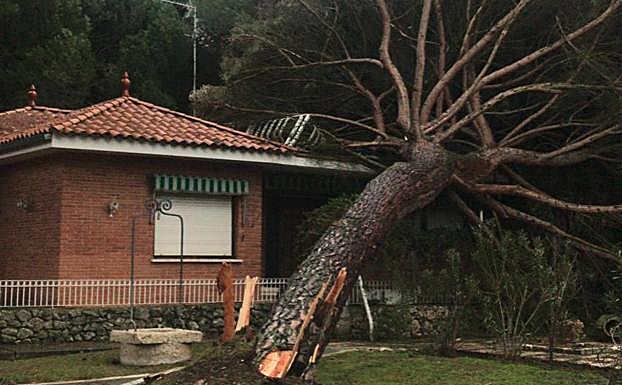 Árboles derribados por el viento bloquean accesos en Simancas y Laguna de Duero