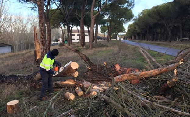 Imagen. Retiran los árboles de la carretera de acceso a el Bohío, en Simancas. 