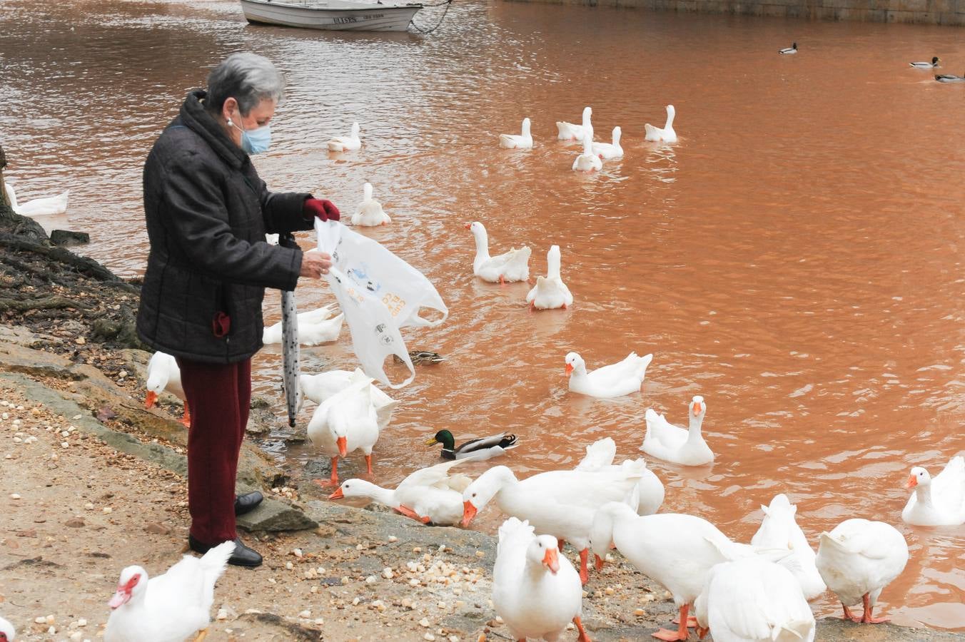 Fotos: Aumenta el caudal del Pisuerga a su paso por Valladolid