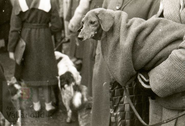 Fotos: Estampas del Valladolid antiguo (LXV): animales esperando la bendición de San Antón en 1957