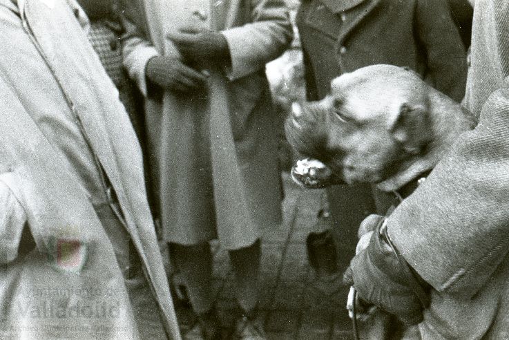 Fotos: Estampas del Valladolid antiguo (LXV): animales esperando la bendición de San Antón en 1957