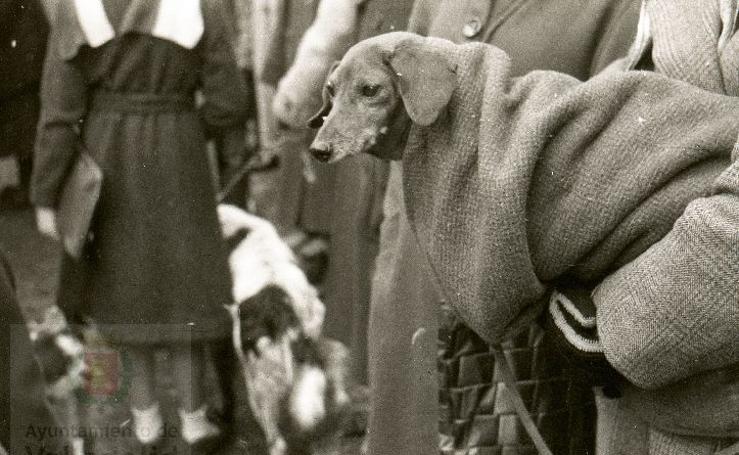 Estampas del Valladolid antiguo (LXV): animales esperando la bendición de San Antón en 1957