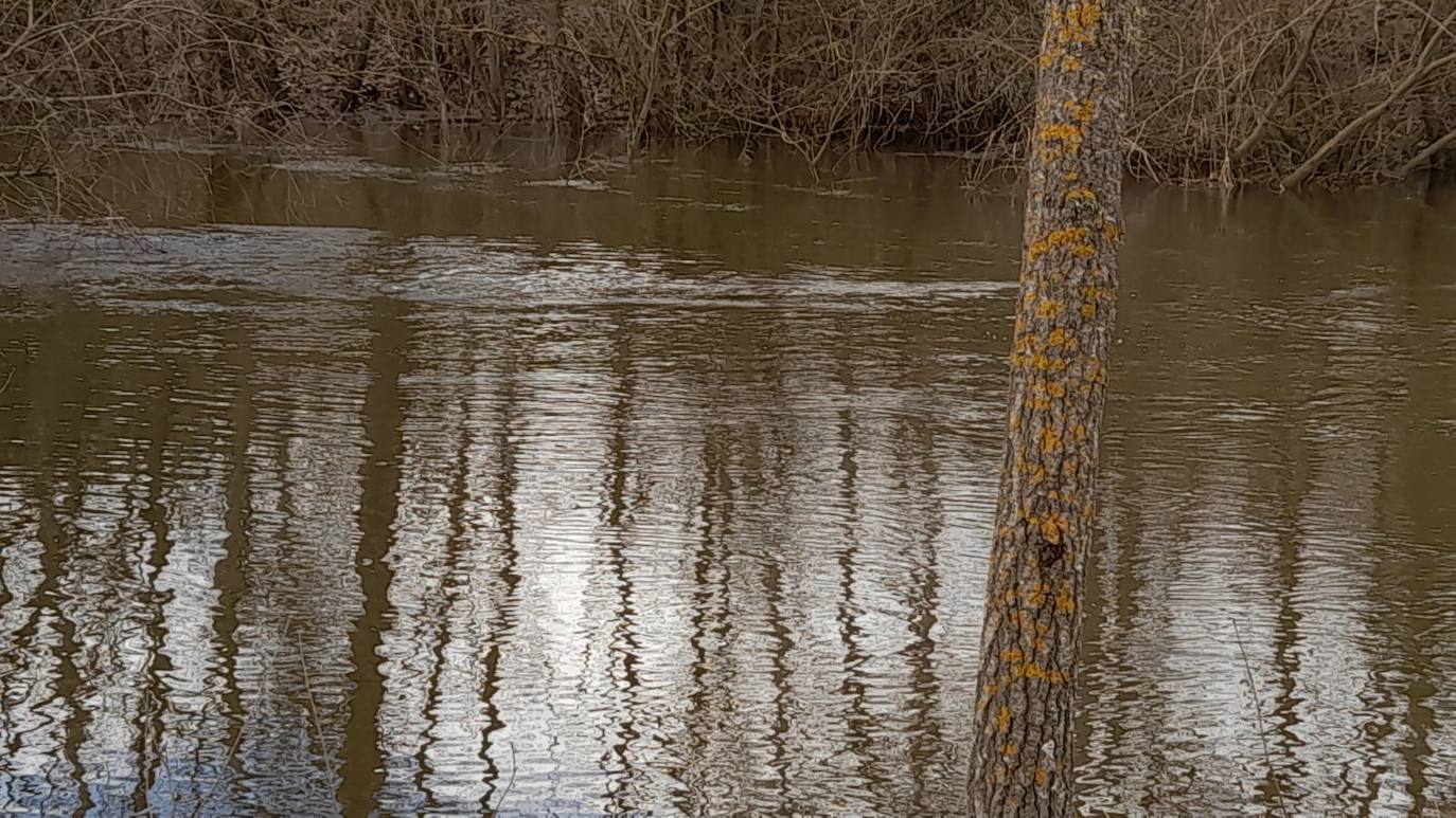 El Adaja, a su paso por Matapozuelos. 