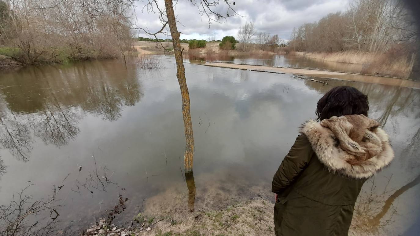 El Adaja, a su paso por Matapozuelos. 