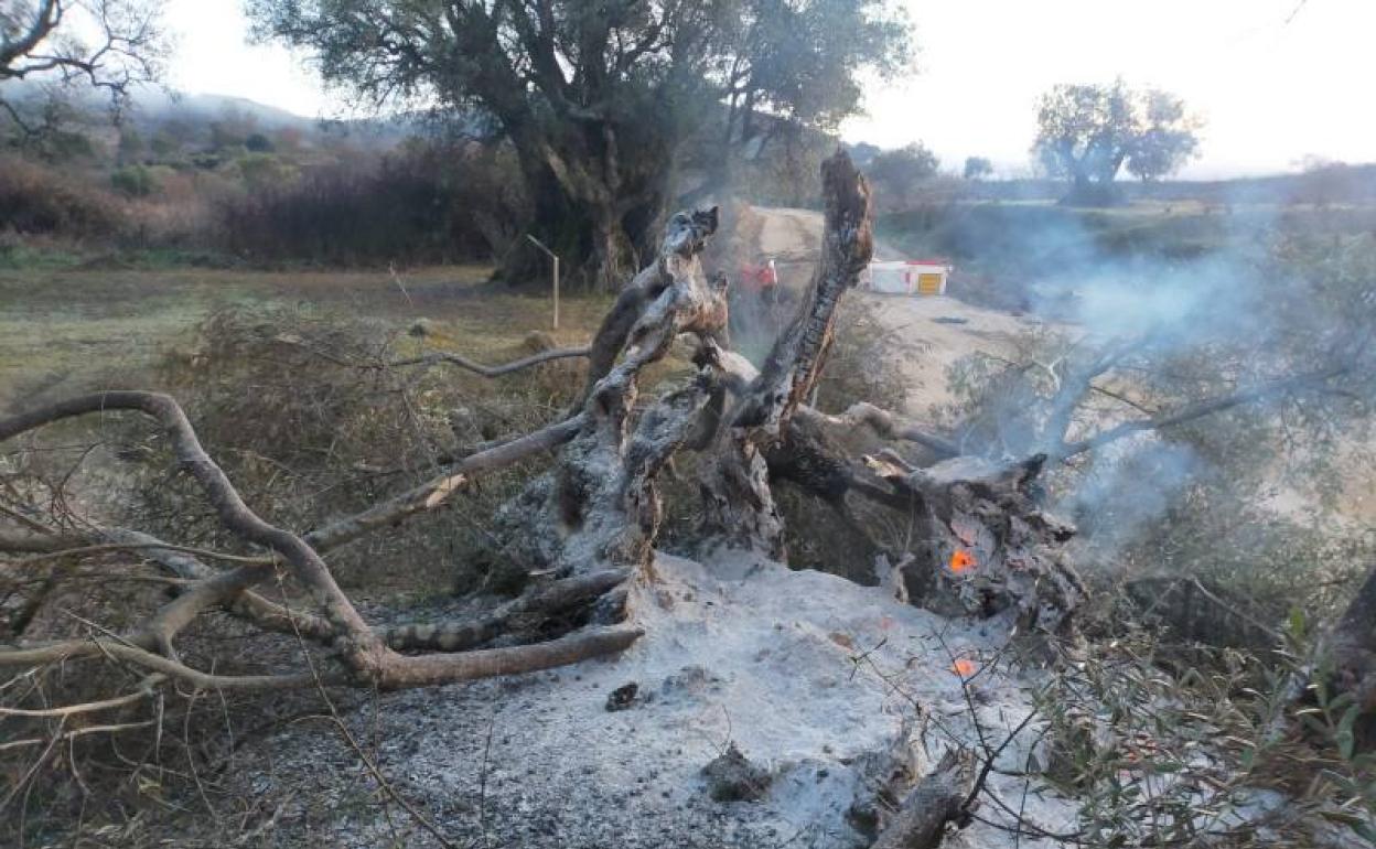El olivo convertido prácticamente en cenizas.