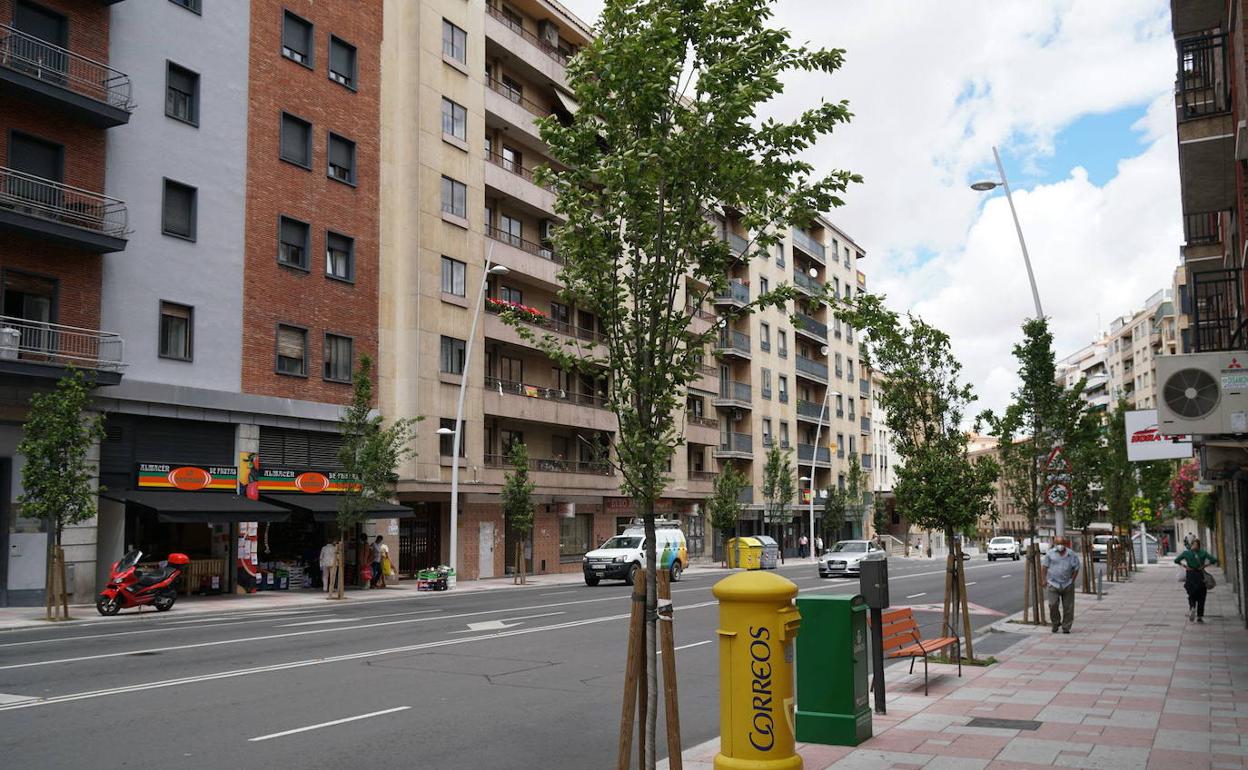 Árboles en una calle de la ciudad.