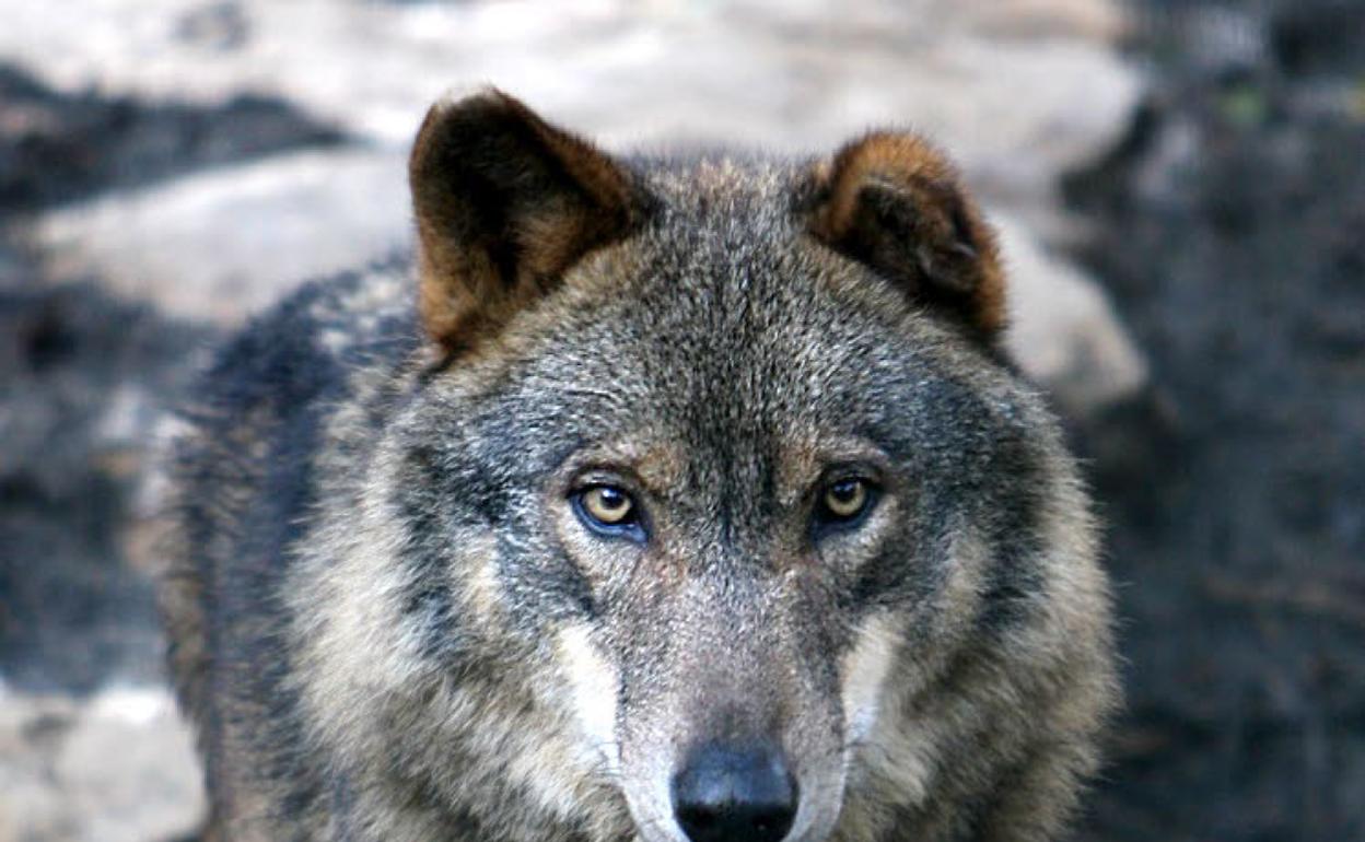 Lobo ibérico.