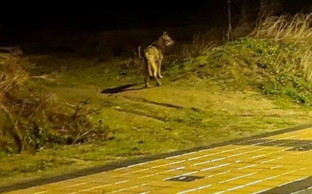 Asaja asegura que el lobo empieza a «campar a sus anchas» en Arroyo 