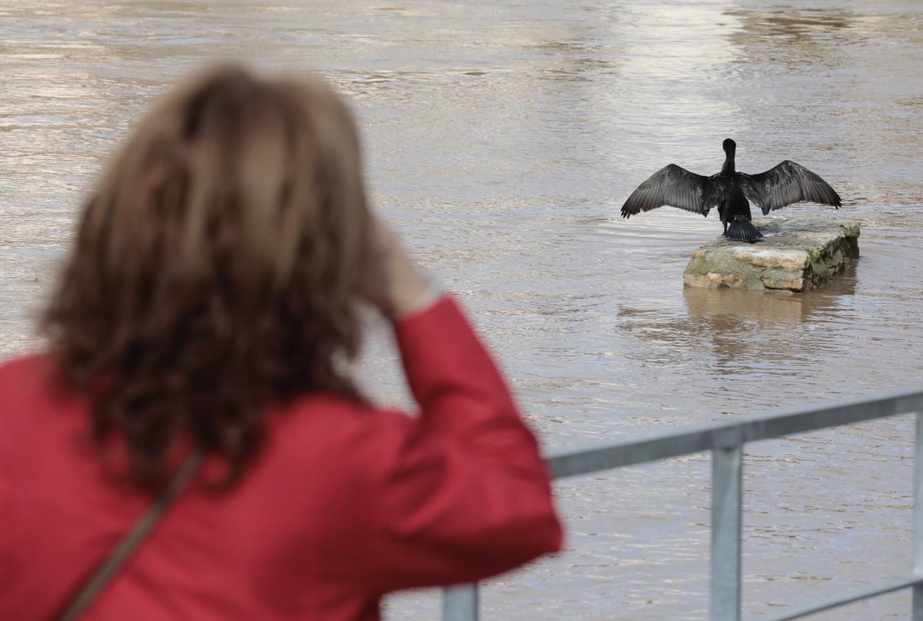 Fotos: Crecida del río Pisuerga a su paso por Valladolid