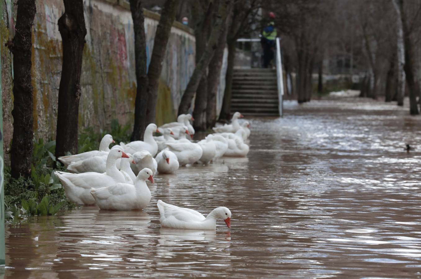 Fotos: Crecida del río Pisuerga a su paso por Valladolid