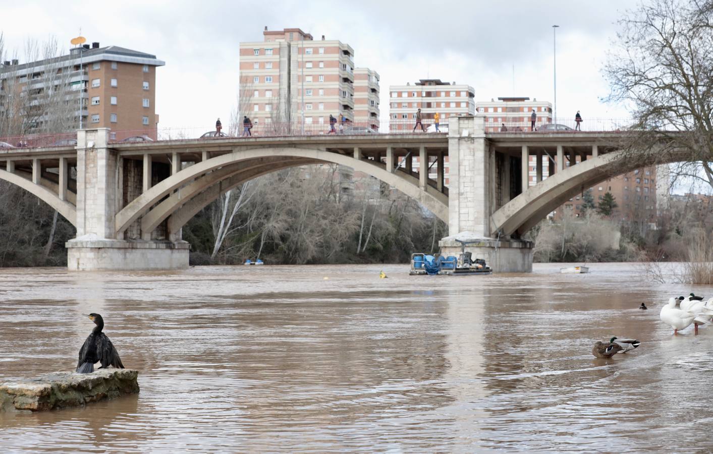 Fotos: Crecida del río Pisuerga a su paso por Valladolid