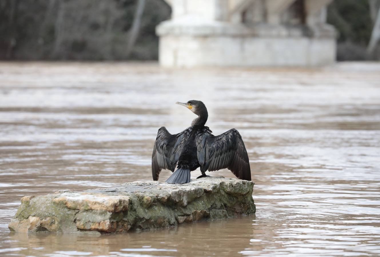 Fotos: Crecida del río Pisuerga a su paso por Valladolid