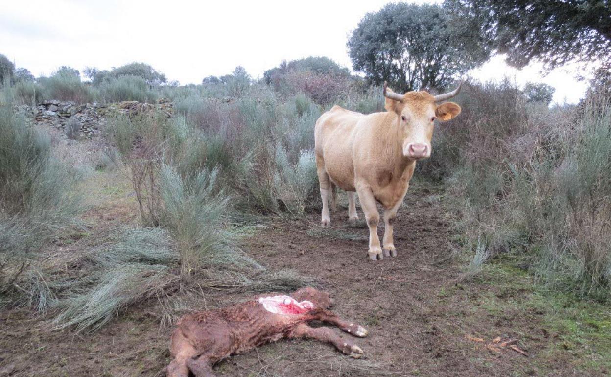 Un ternero muerto por el ataque de lobos en una finca de Sobradillo (Salamanca. 