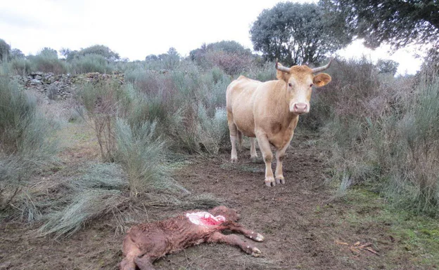 Una cámara graba cómo un lobo va de caza tras varias ciervas