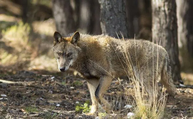 Una cámara graba cómo un lobo va de caza tras varias ciervas