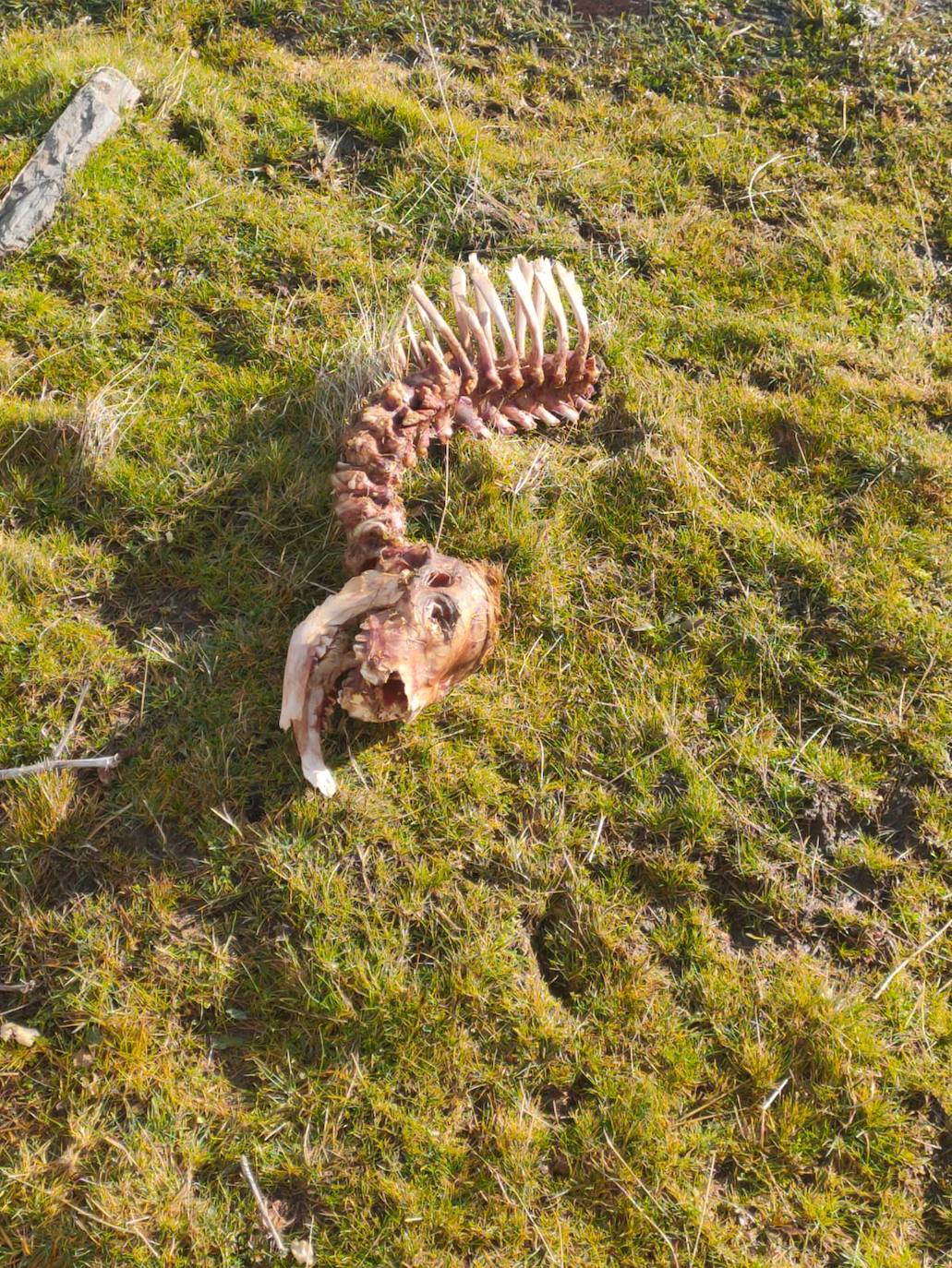 Debate en el campo segoviano por la protección del lobo | El Norte de  Castilla