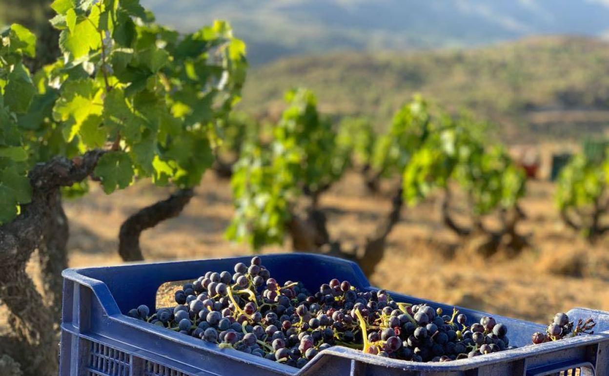 Uvas de la variedad garnacha en la vendimia de la DO Cebreros de 2019. 