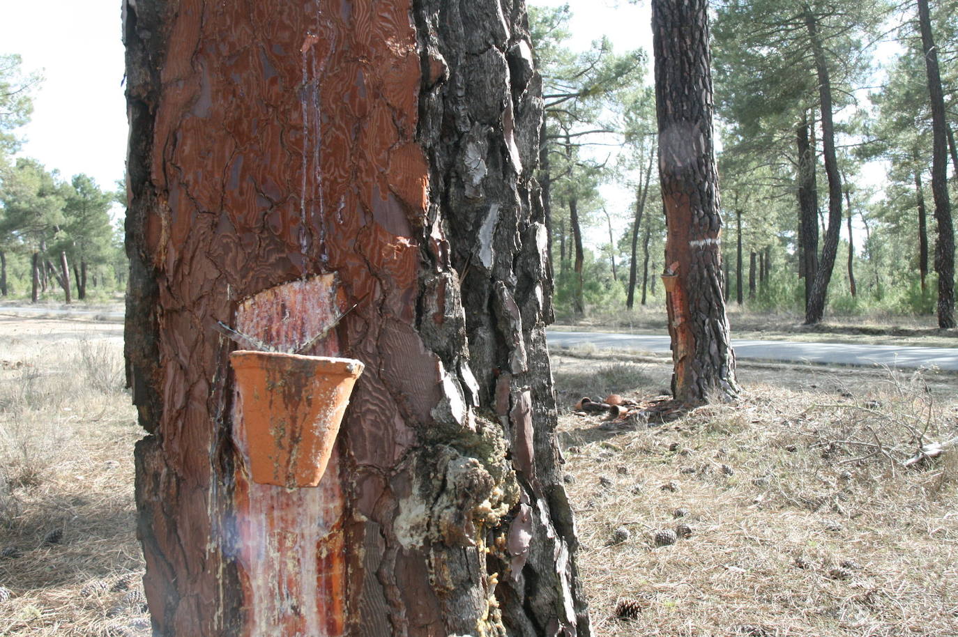 Imagen de pinos durante el proceso de resinación.