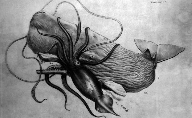 El calamar gigante Architeuthis dux pelea contra un cachalote.