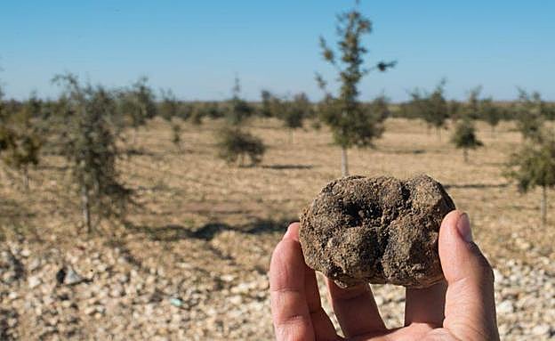 Trufa negra de Valladolid. 