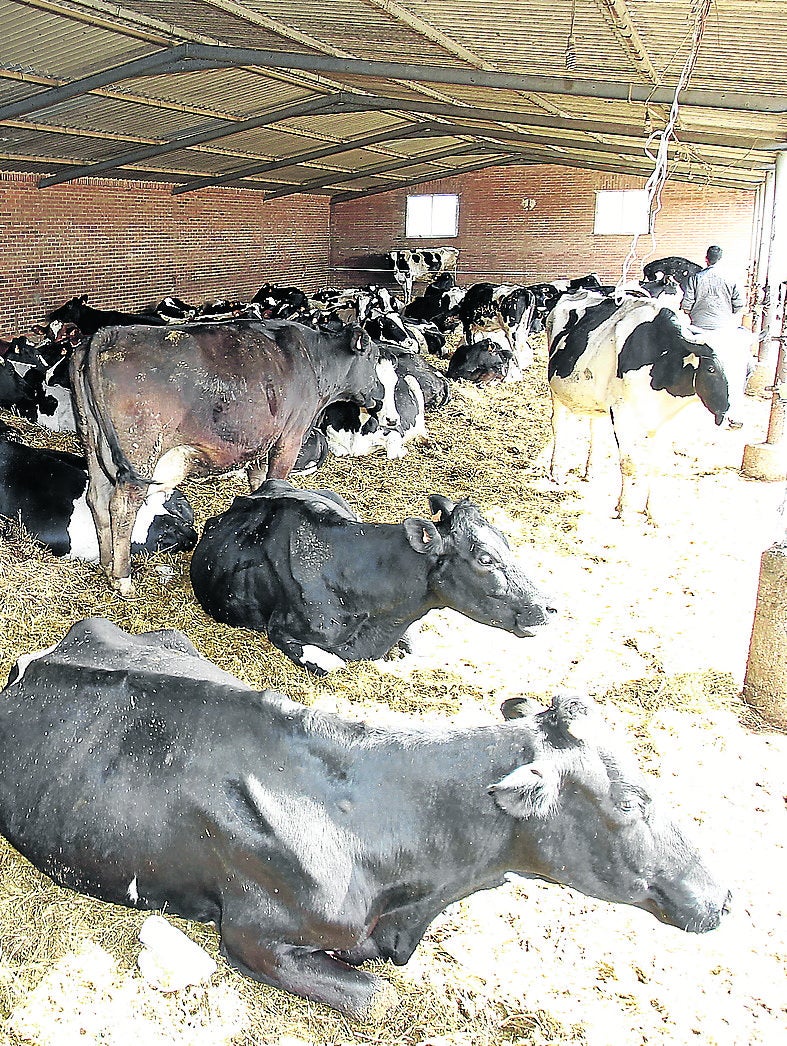 Explotación de ganado vacuno en Palencia. 