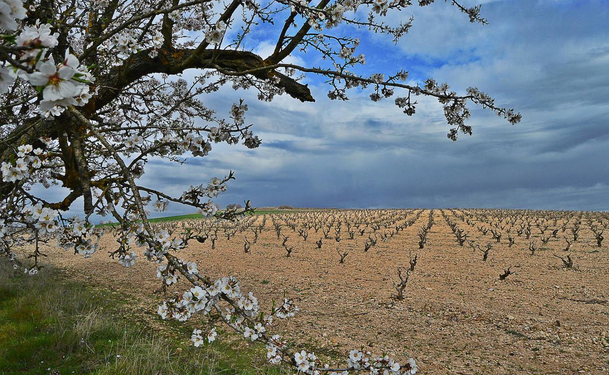 Los almendros ya han florecido junto a los viñedos de Cigales. 