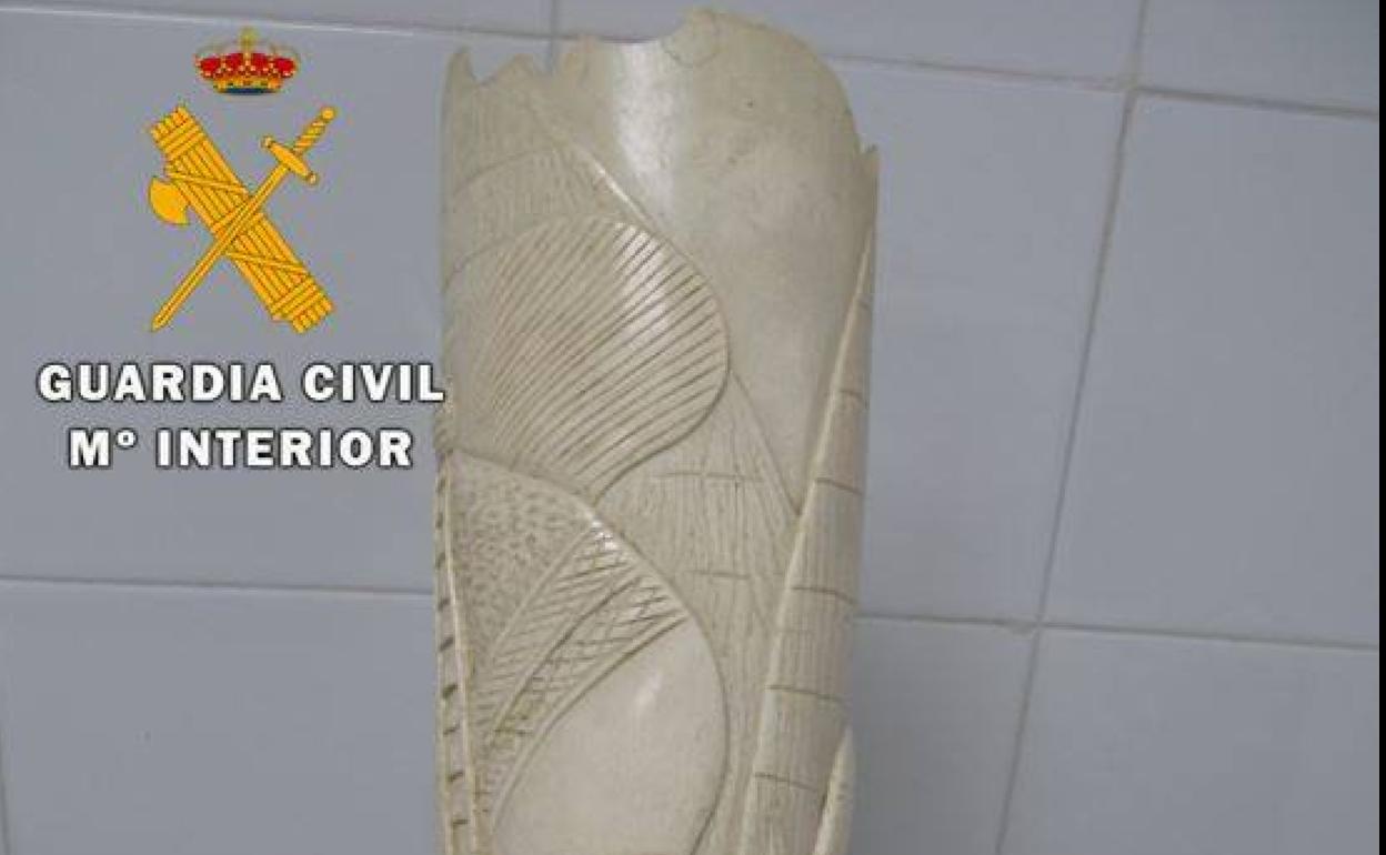 Colmillo de marfil incautado. 