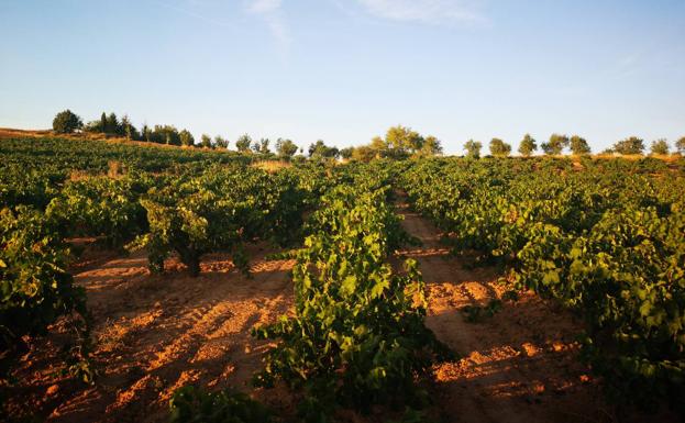 Viñedo de Las Dos Antoguas. 