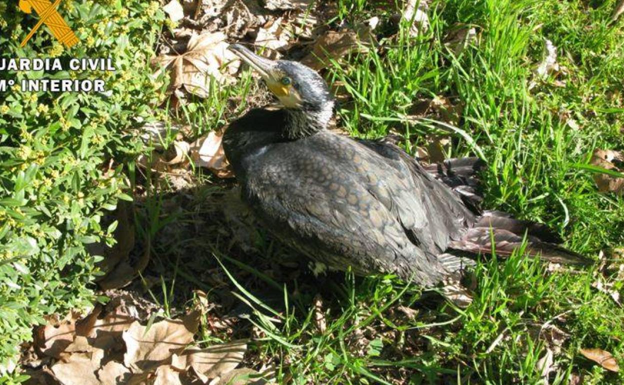 Cormorán recuperado por los agentes del Seprona. 