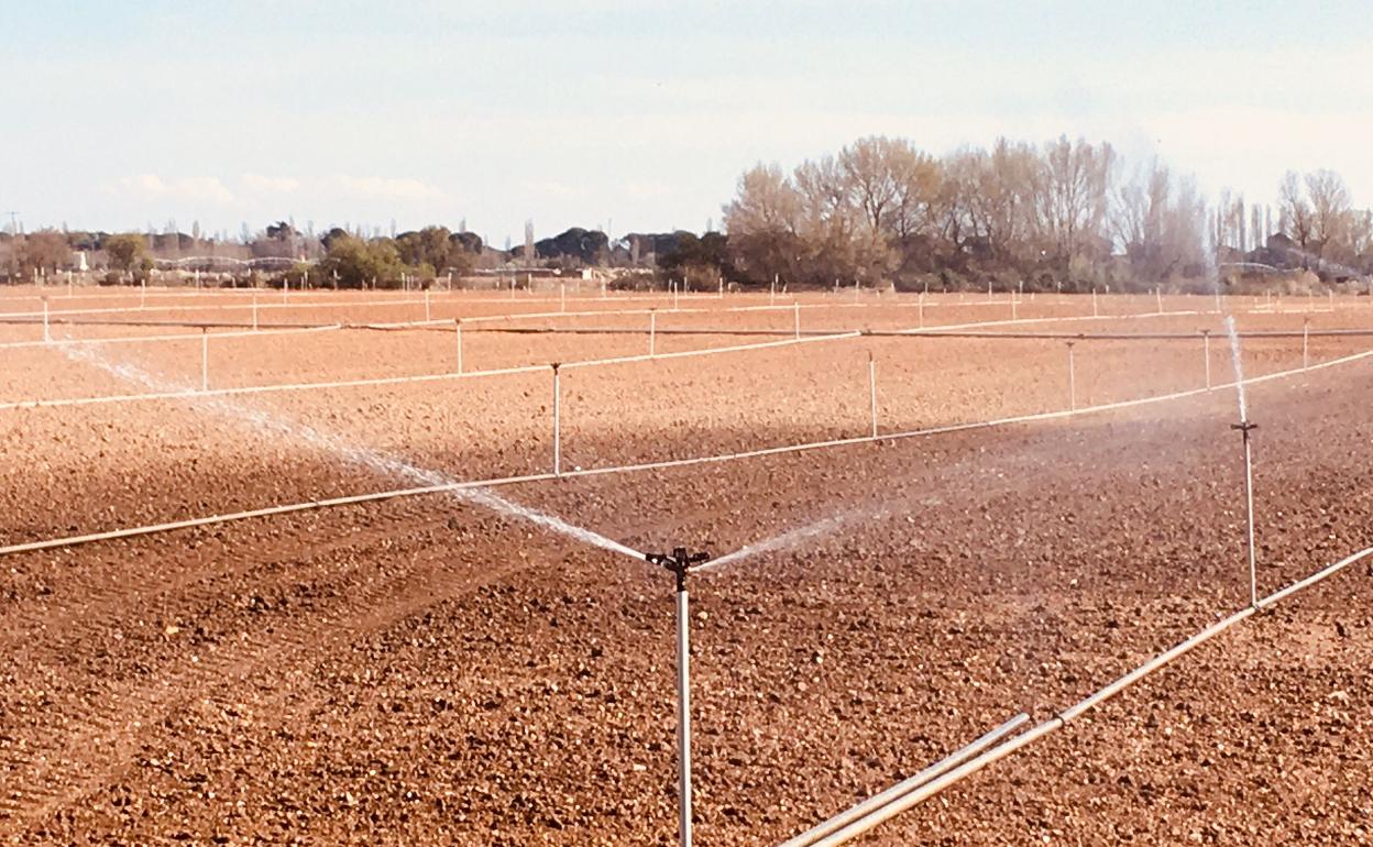 Aspersores en marcha en un cultivo de regadío en el término municipal de Valladolid. 