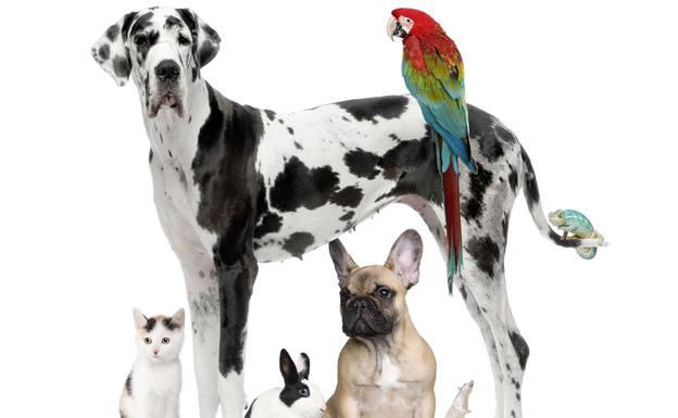 Las mascotas segovianas, en las mejores manos