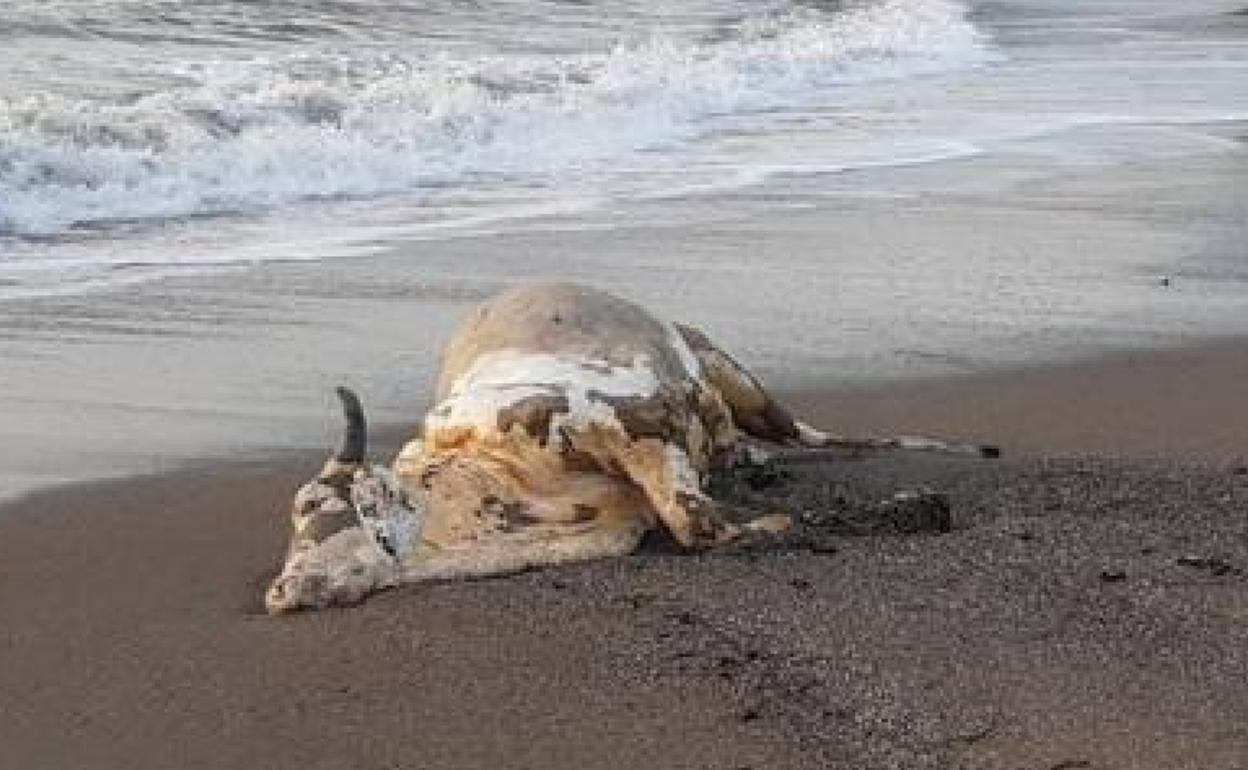 El cadáver de la vaca a orillas de la playa del Rafal, en Águilas. 