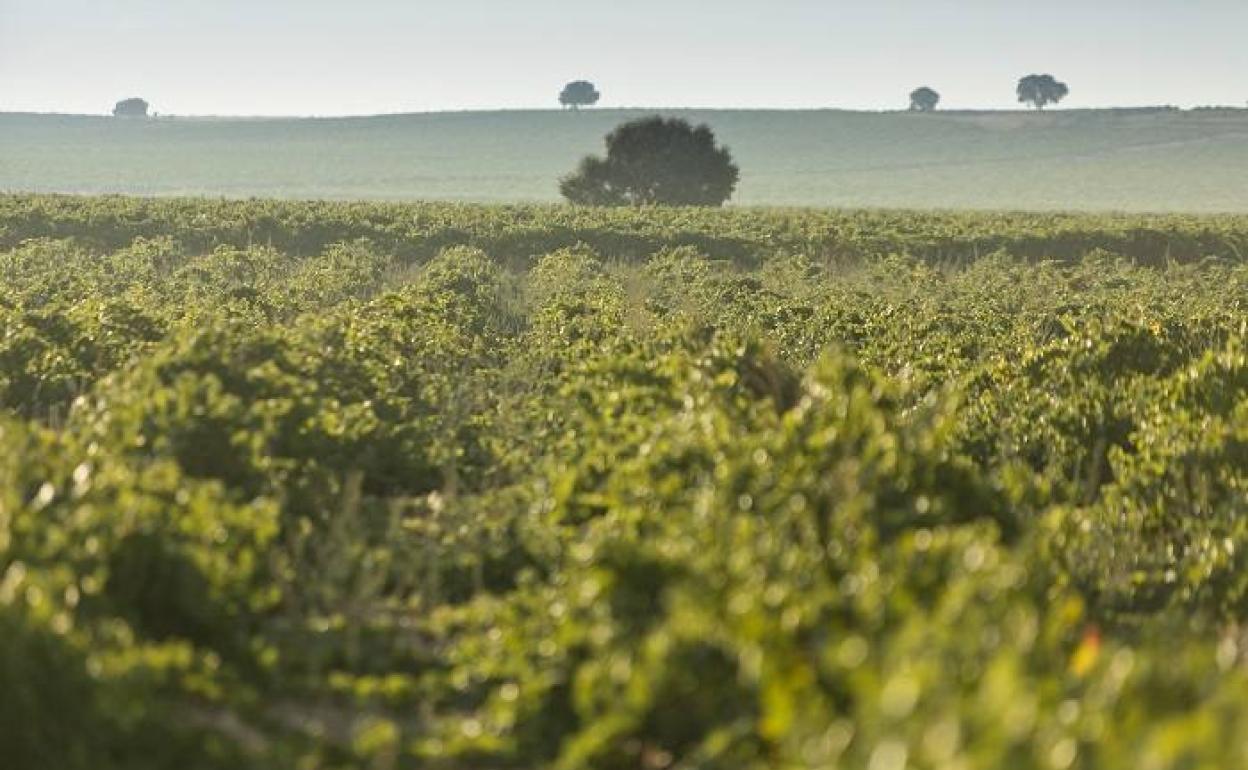 Viñedo de la vareidad verdejo de Cuatro Rayas. 