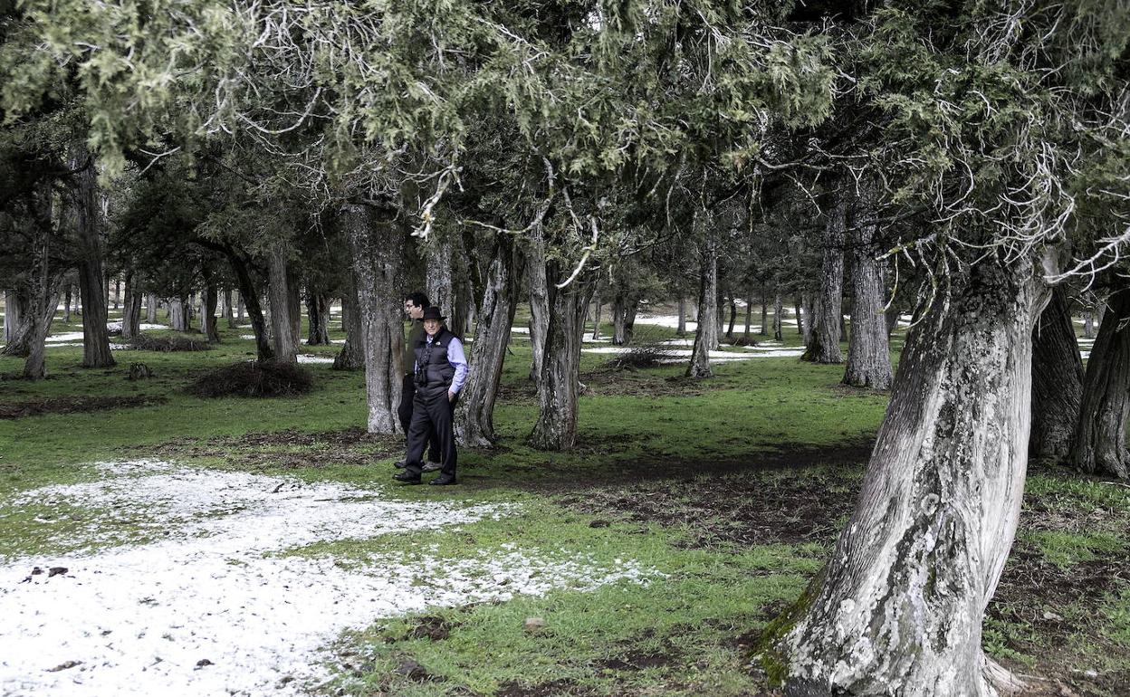 Bosque de sabinares en Calatañazor. 