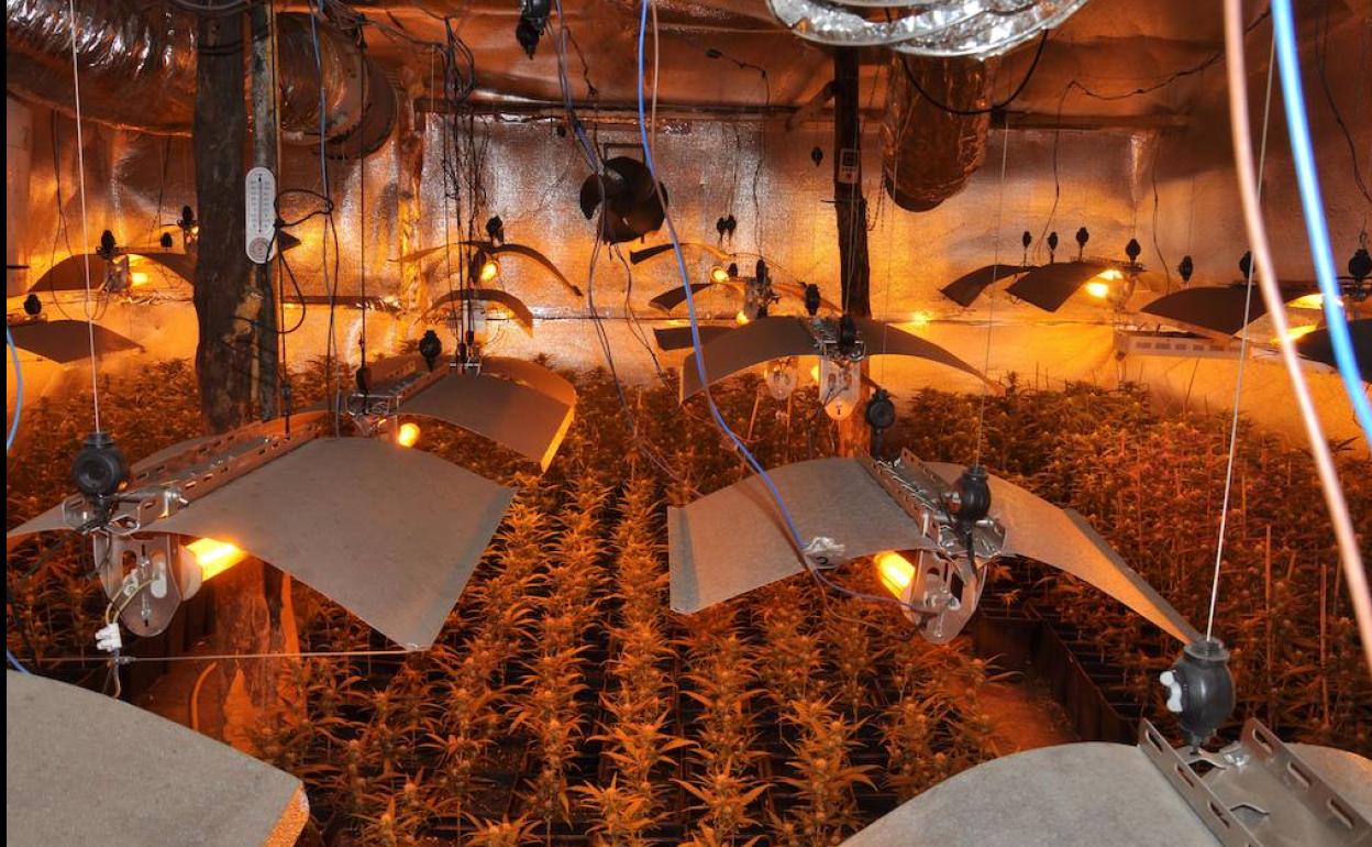 Imagen de la plantación desmantelada en Béjar. 