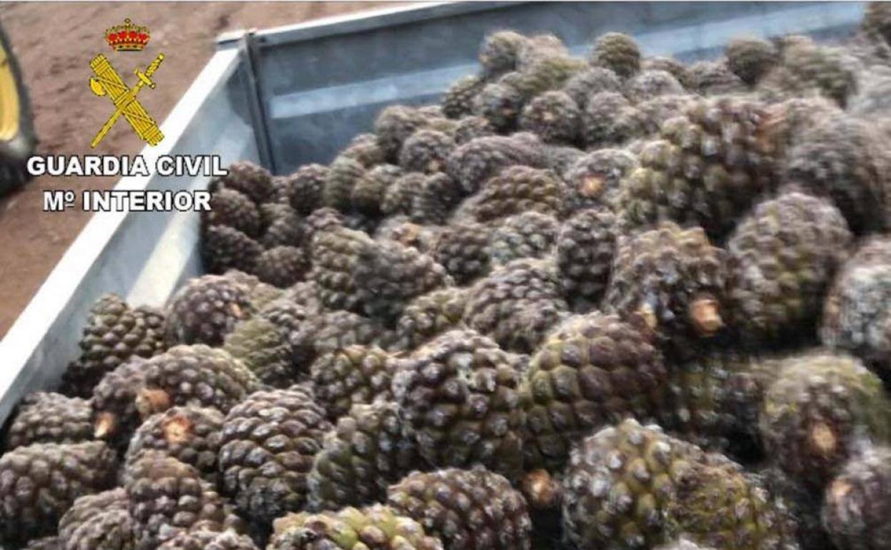 Algunas de las piñas presuntamente robadas en Pesquera, Torrescarcela, Valdenebro de los Valles y la Mudarra