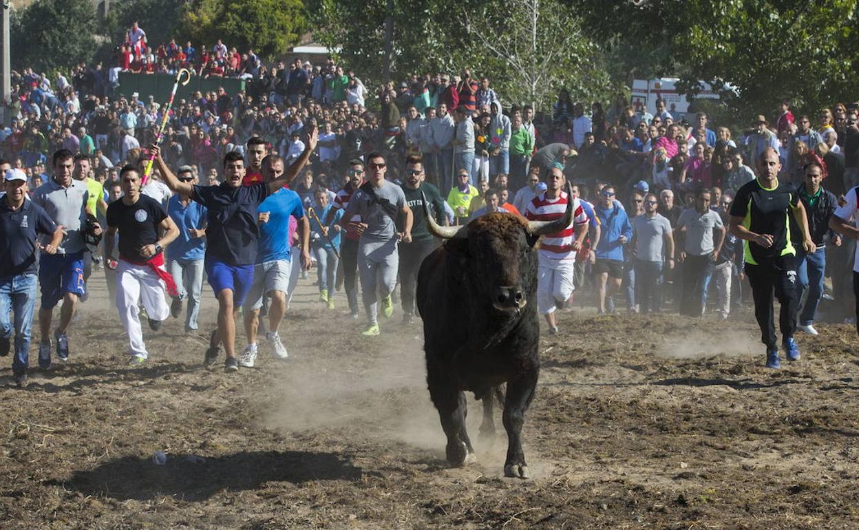 Toro de la Vega en 2017, el primero sin muerte del animal. 