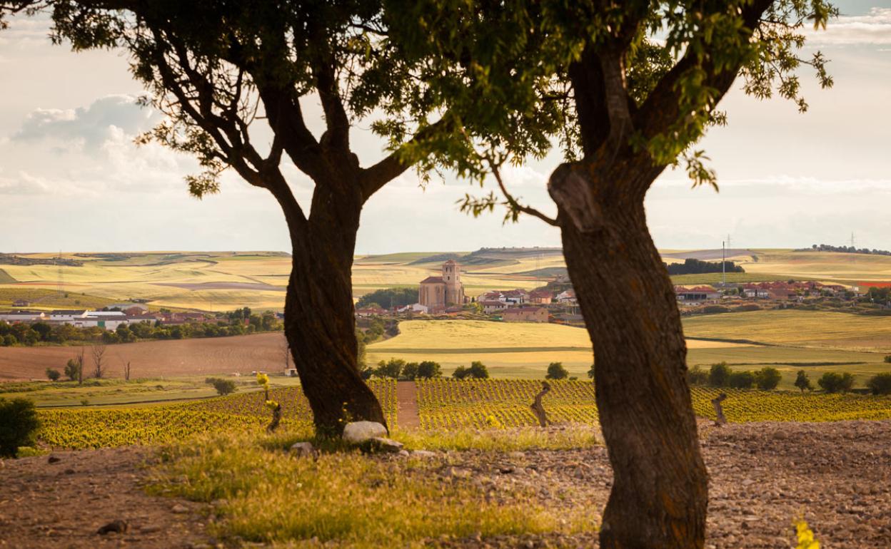 Viñedos de la Do Cigales con Mucientes al fonso. 