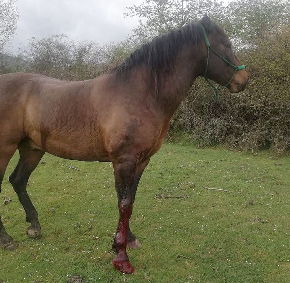 La Guardia Civil investiga «la triste historia» de Azar, el caballo 'asesinado' en Rucayo. Los agentes investigan quién disparó al equino en una finca localizada en la zona de Boñar. El animal fue adquirido para una joven que durante años había soñado con poder cuidar a un caballo. 