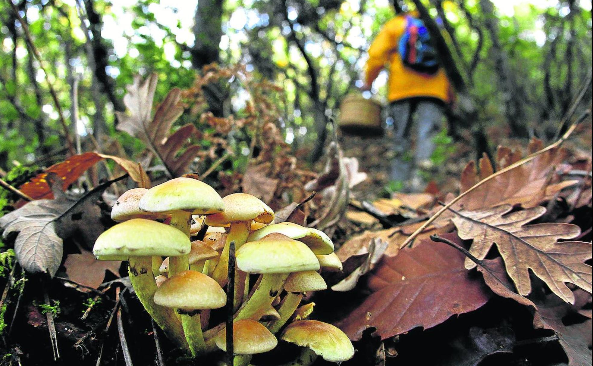 Los bosques de la Sierra son un buen lugar para buscar setas.