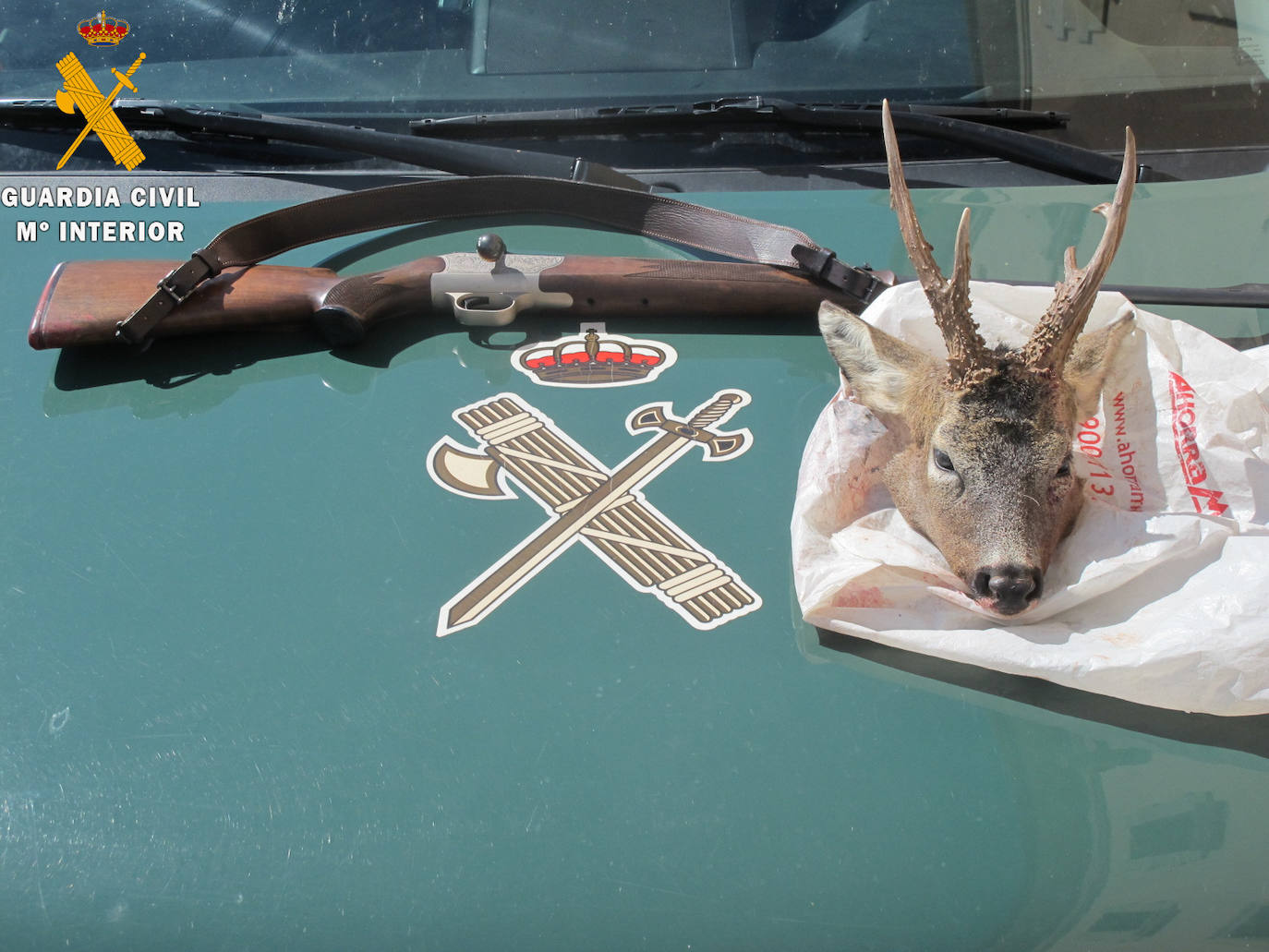 Arma y cabeza de corzo incautada por el Seprona.
