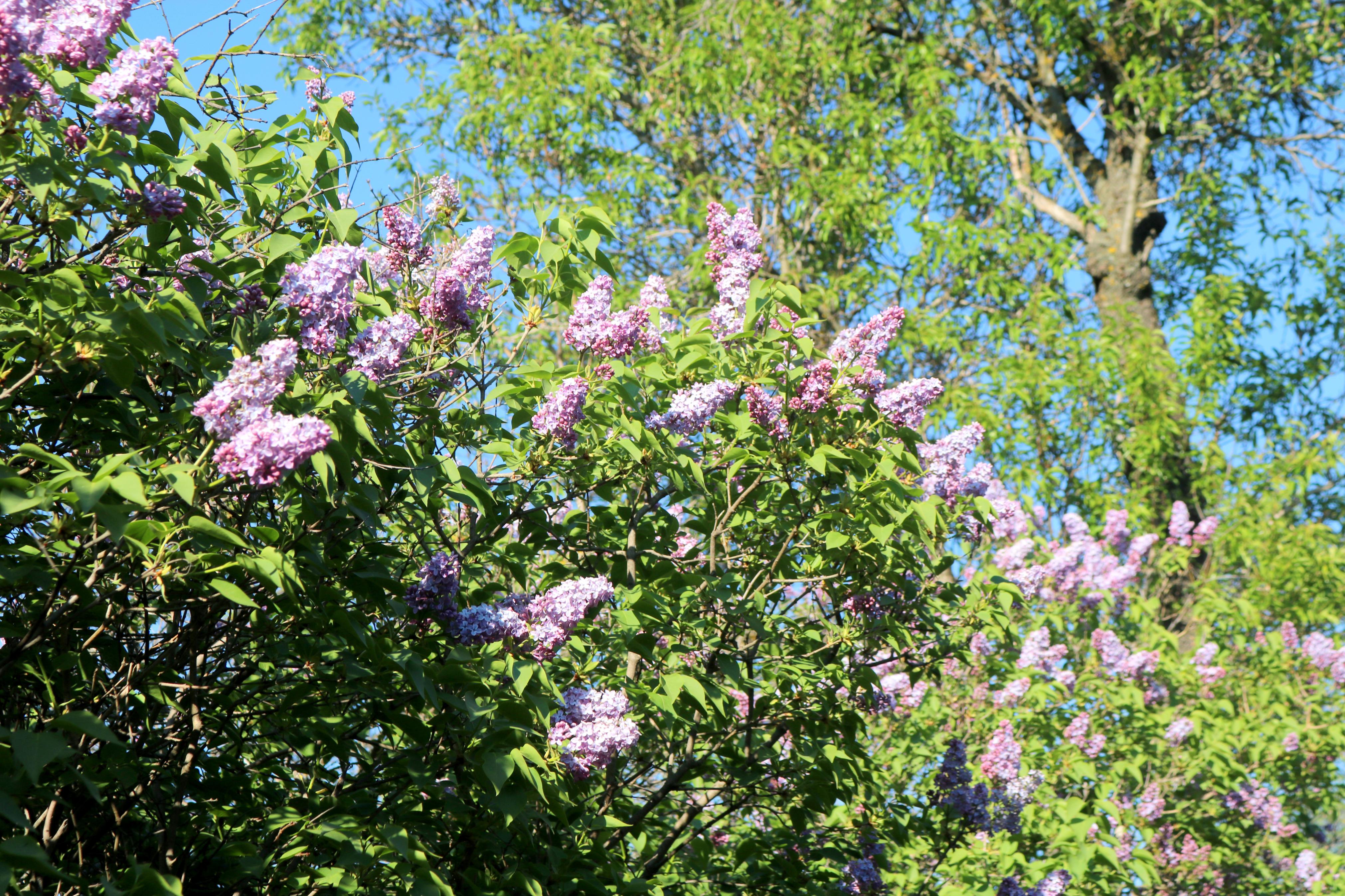 El Paseo de las Lilas es un atractivo para niños y mayores