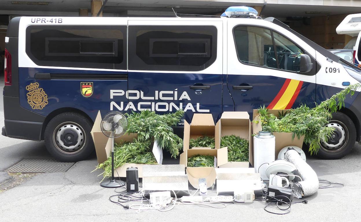Imagen con las plantas facilitada por la Policía Nacional. 
