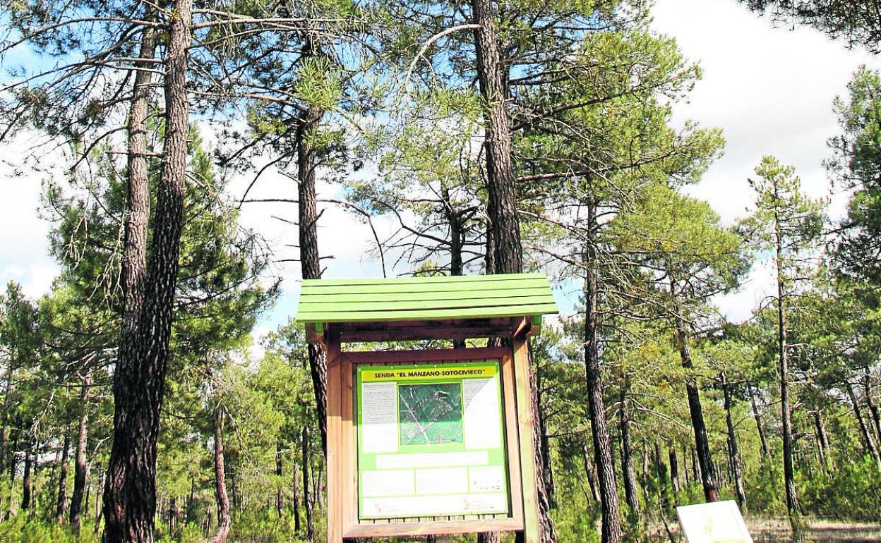 Montes y pinar de la Comunidad Villa y Tierra de Cuéllar. 