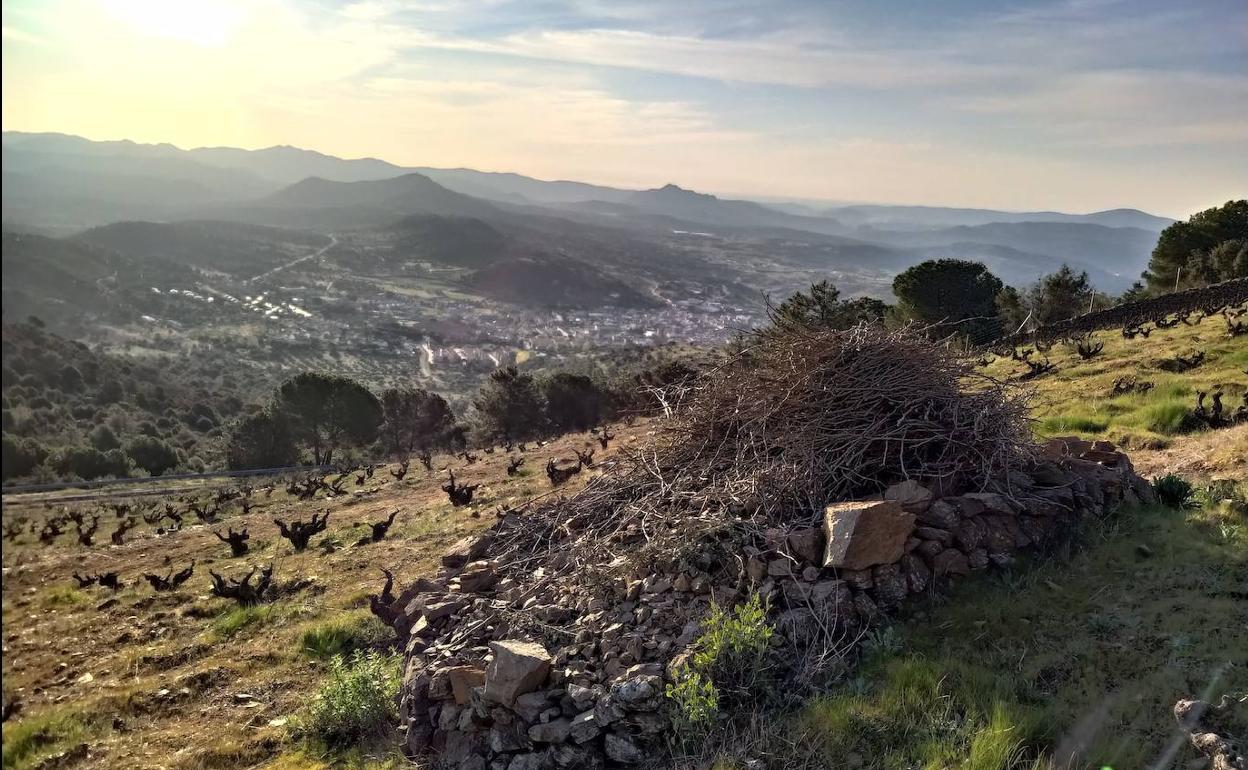 Viñedos de altura de garnacha en la Sierra de Gredos, en Ávila. 