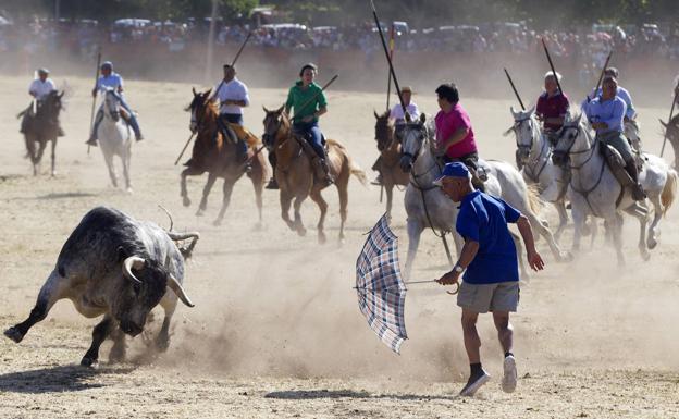 Un hombre con un paraguas cita al toro durante uno de los encierros por el campo.