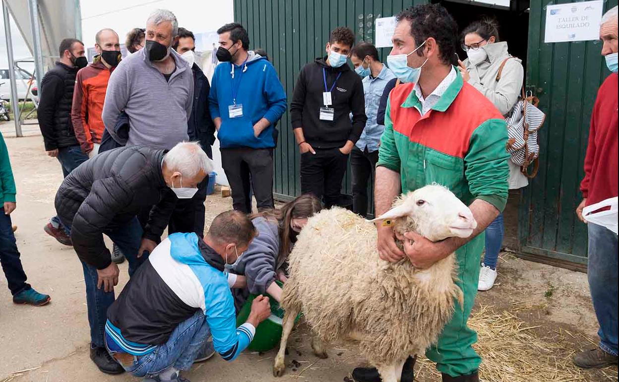 El ordeño a mano, entre las actividades que más llamaron la atención. 